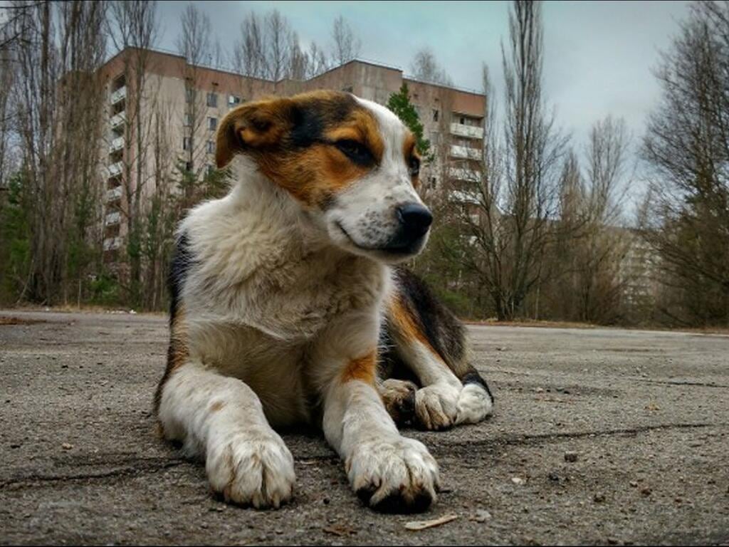 La mayoría de los perros que los científicos están estudiando parecen ser descendientes de mascotas. Gentileza: Telemundo.