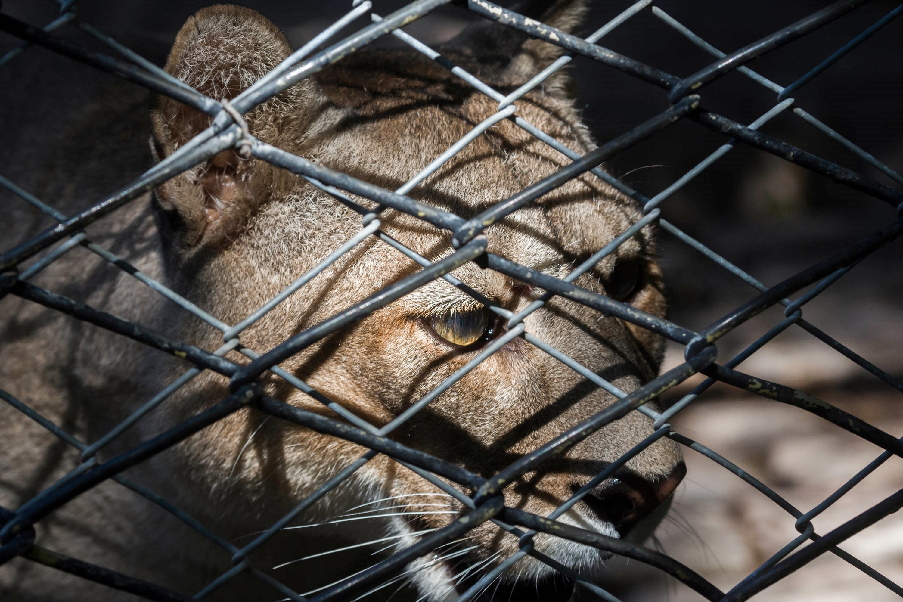 Los pumas que no puedan ser reinsertados en su hábitat quedarán en uj recinto aislado del Ecoparque de Mendoza, Foto: Ignacio Blanco / Los Andes.