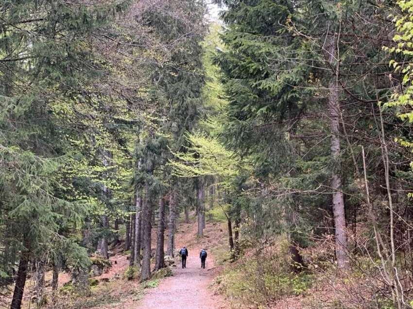 
Actividades. Senderismo por los atractivos bosques del sur alemán.
