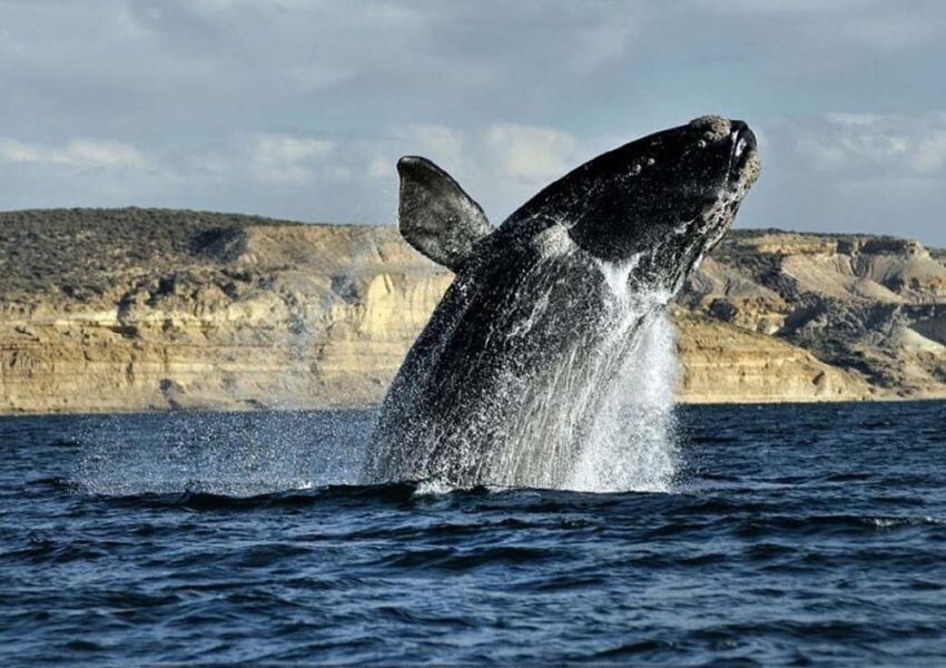  Una ballena franca austral en Península Valdés, provincia de Chubut.  (Archivo)