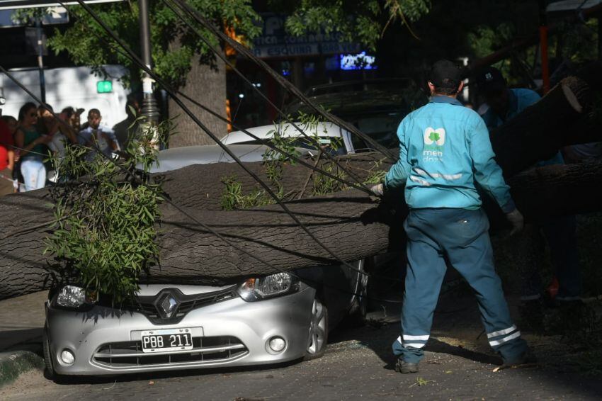 
    Varios autos terminaron aplastados con la caída de árboles en pleno centro de Mendoza - José Gutiérrez / Los Andes
   