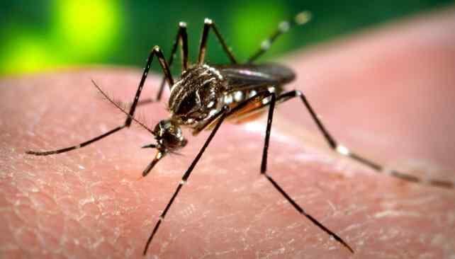 MOSQUITO. El Aedes Aegypti es uno de los involucrados en la tranmisión del virus.