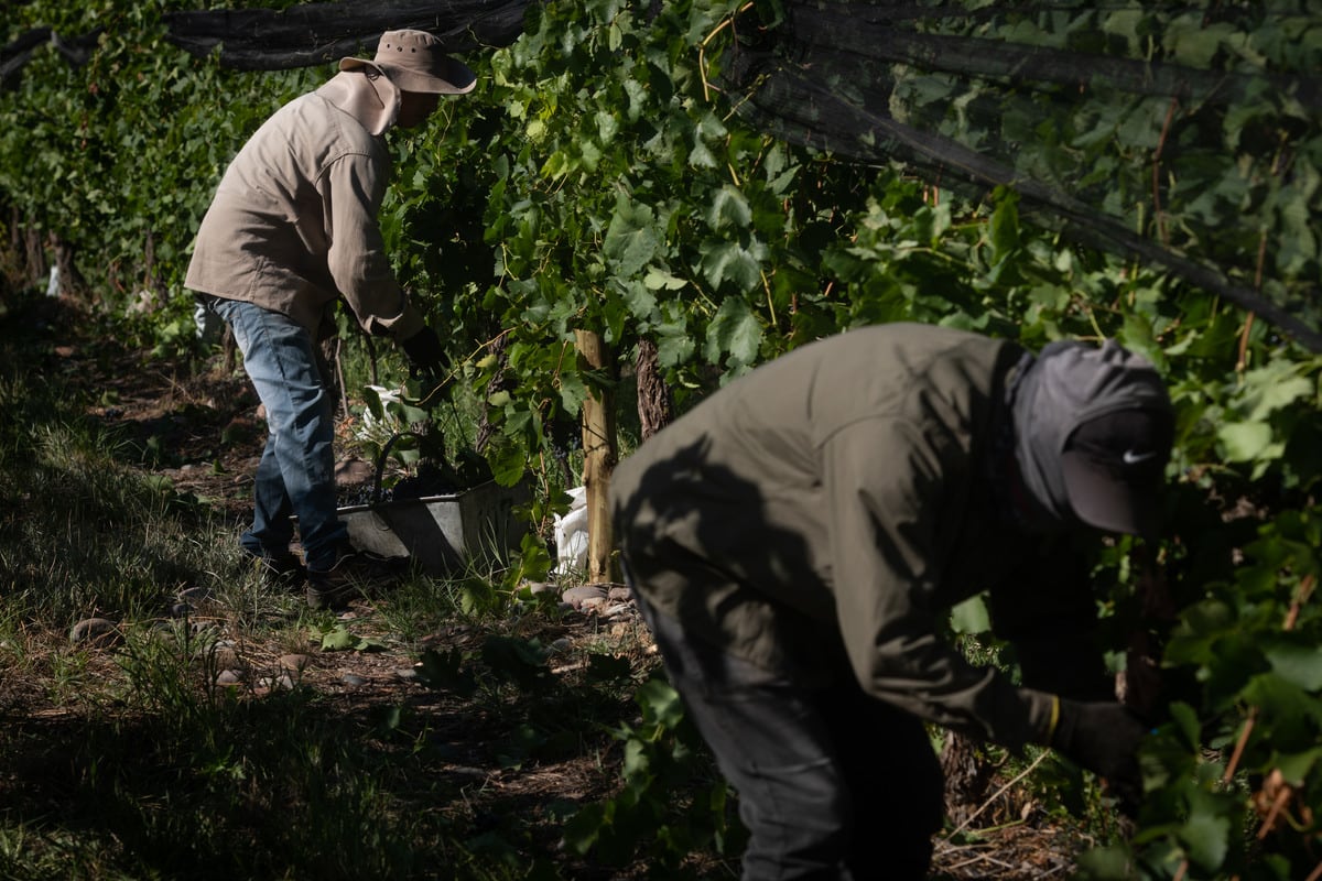 Vendimia 2022
Cosecha varietal Syrah en Finca del Inca, Barrancas, Maipú

Foto: Ignacio Blanco / Los Andes