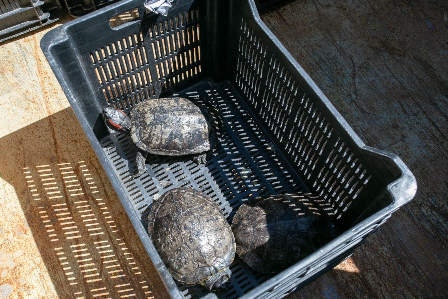 Se realizó el traslado de un yacaré y tortugas desde la Ciudad de Mendoza a Santa Fe