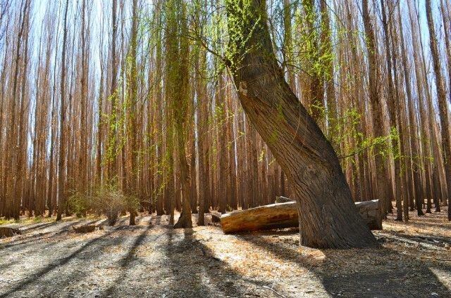 La producción del vivero artesanal de la Dirección de Parques y Paseos Públicos alcanza un promedio anual total y aproximado de 6.000 ejemplares de árboles, arbustos y plantas florales, lo que en los últimos 4 años arroja un cifra de 24.000. (Foto Pinterest)