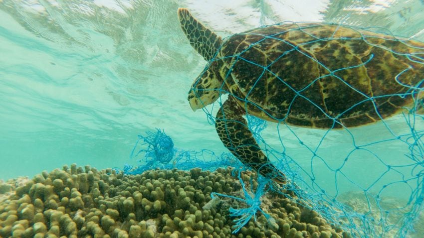 
Atlántico. Algunas especies marinas de este oceáno estan en peligro por la contaminación que sufre. | Los Andes
   