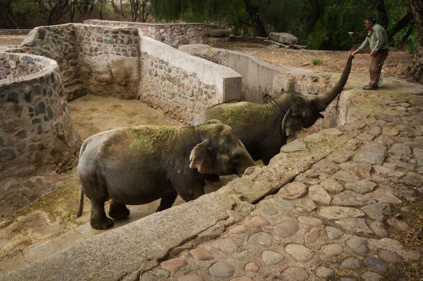 Los elefantes Pocha y Guillermina son de los cuatro elefantes que esán en Mendoza y se van a Brasil. Foto: Ignacio Blanco / Los Andes