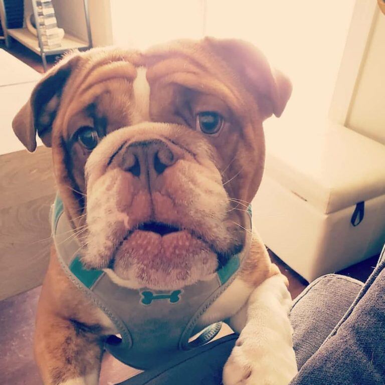 pertenece a la raza de Bulldog inglés (Instagram/@popthebulldog)