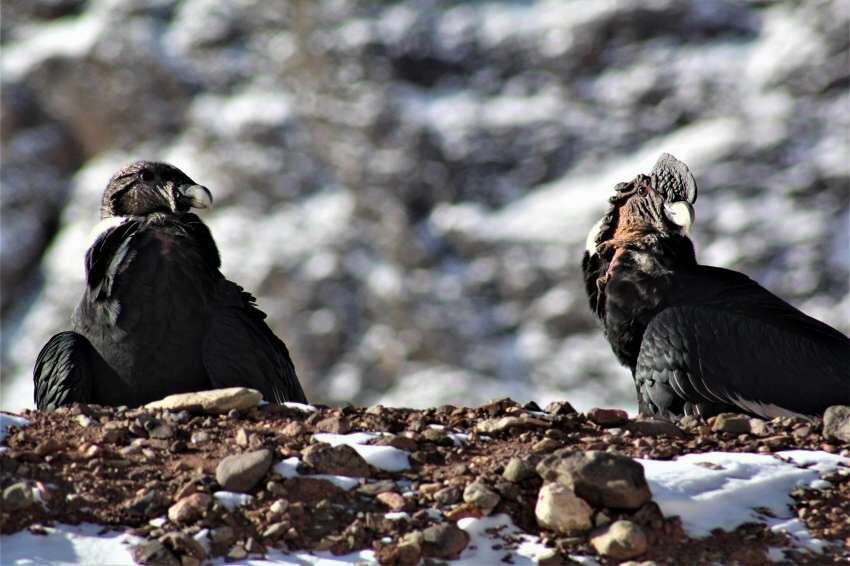 
La fauna, los humedales y los glaciares del nuevo sector son fundamentales dentro del Área Natural Protegida. | Gentileza: Guardaparques de la Dirección de Recursos Naturales y Renovables de Mendoza.
   