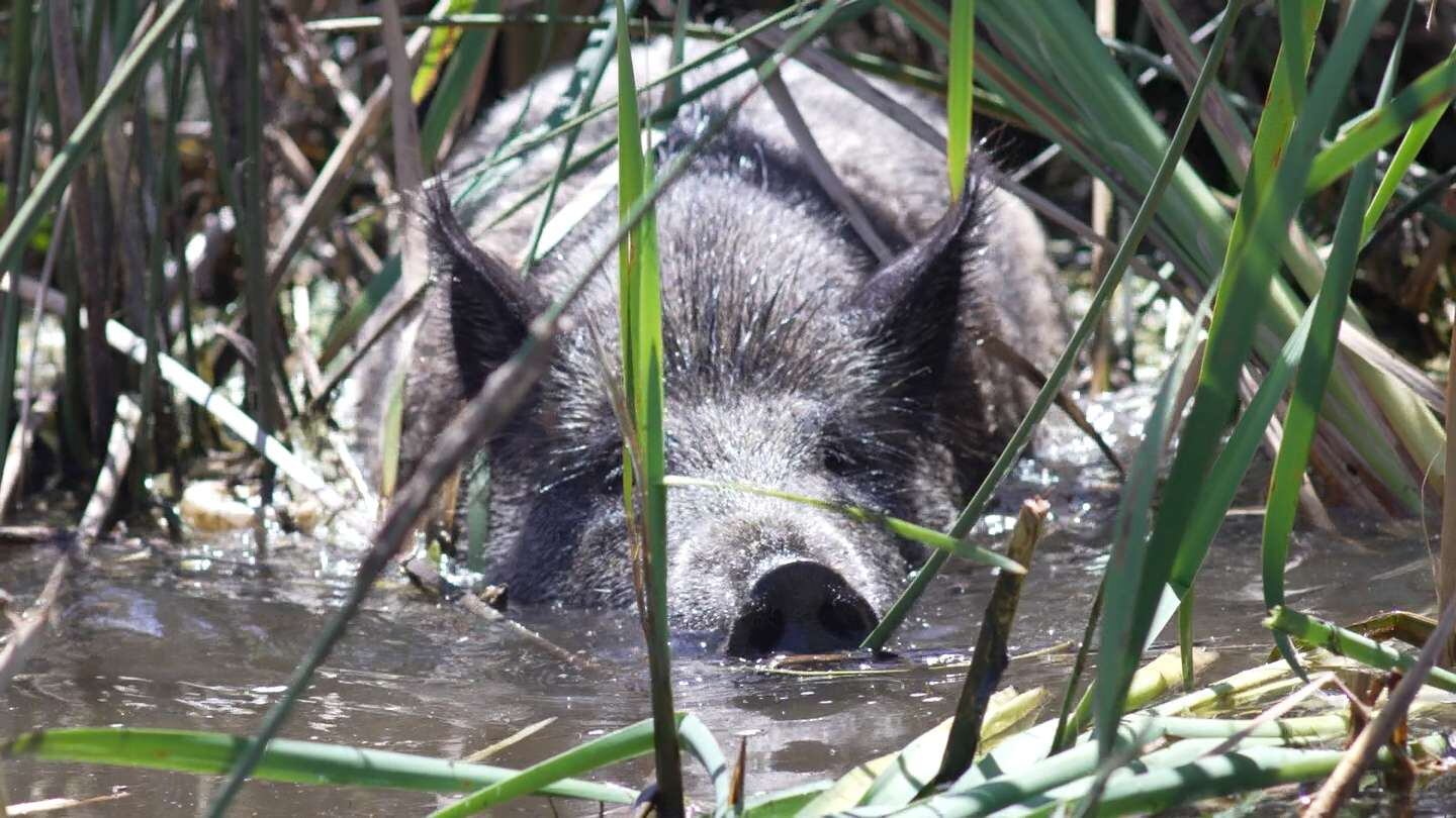 Un hombre rescató a un jabalí de pequeño y ahora es una de sus mascotas.