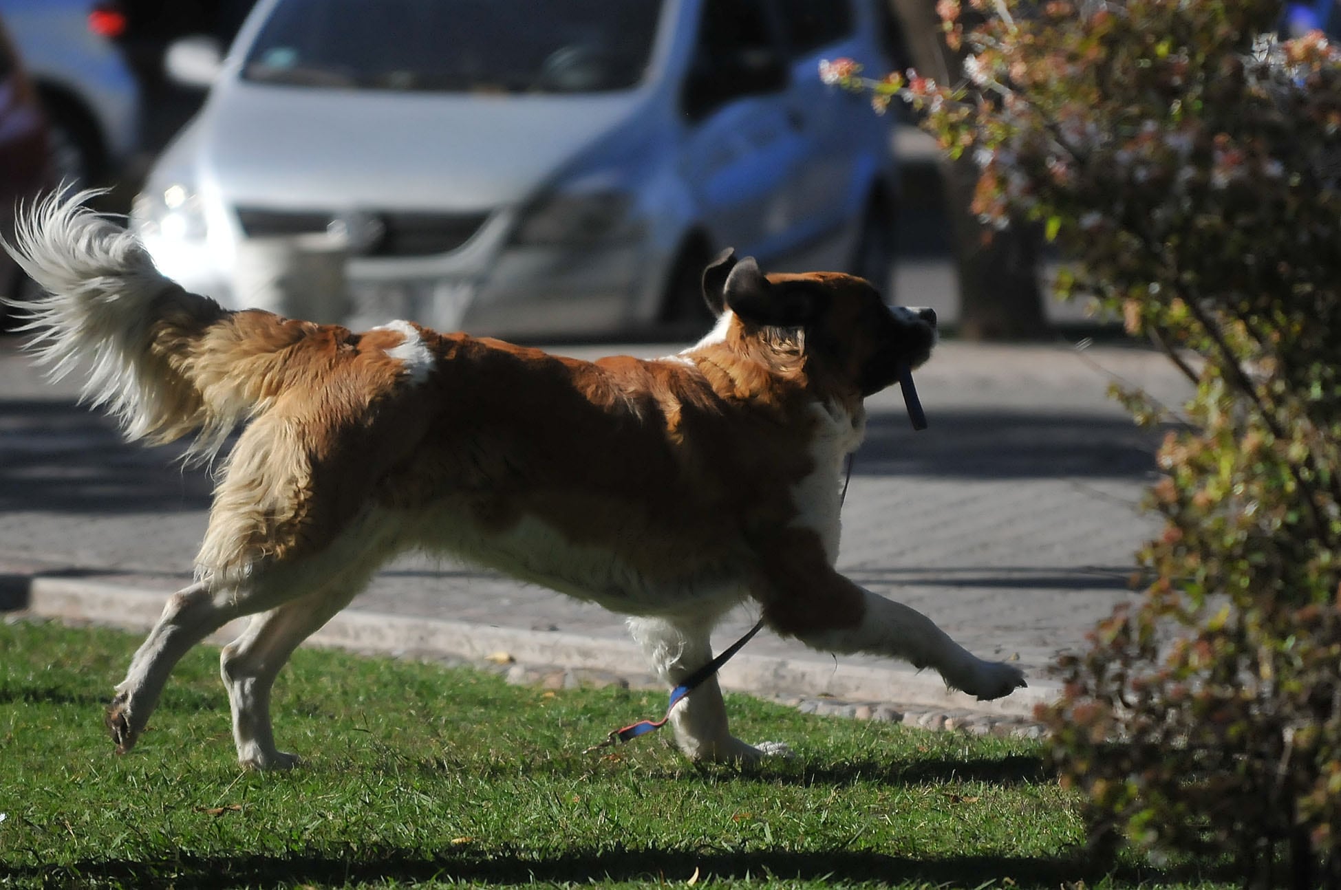 Los que no levanten la caca de sus perros pueden ser multados hasta con 12 mil pesos