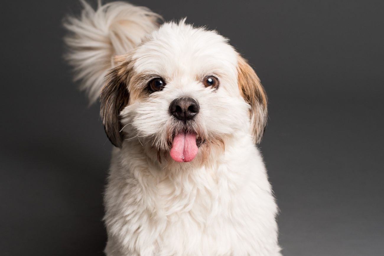 Raza de perros más pequeñas