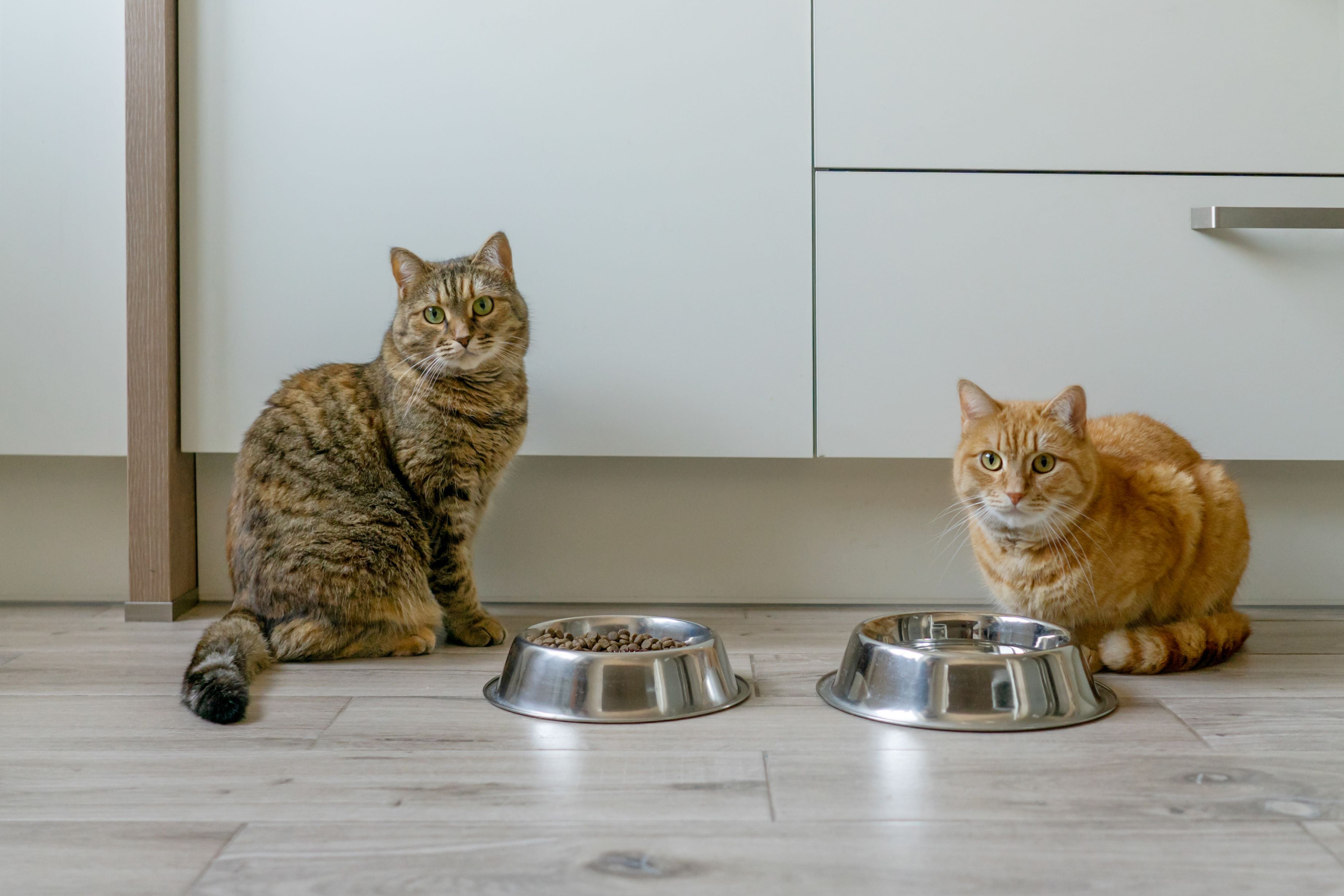 Cuidado felino: consejos para mantener a tu gato feliz y saludable