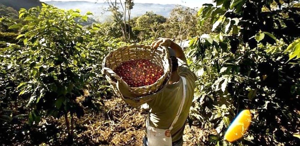 La Ruta del Café de Perú reconquista al turismo