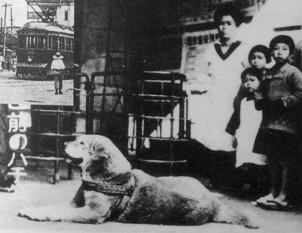 
    Hachiko aguardando la llegada de su amo. Foto gentileza
   