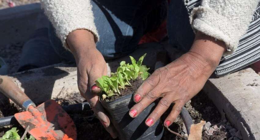 Con algunas semillas se puede iniciar una huerta en casa. 