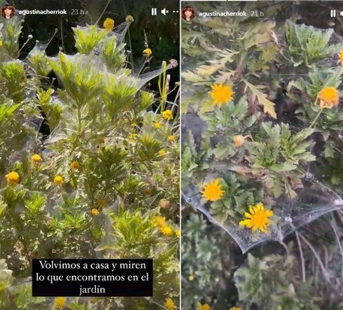 Agustina Cherri, sus fotos de sus plantas