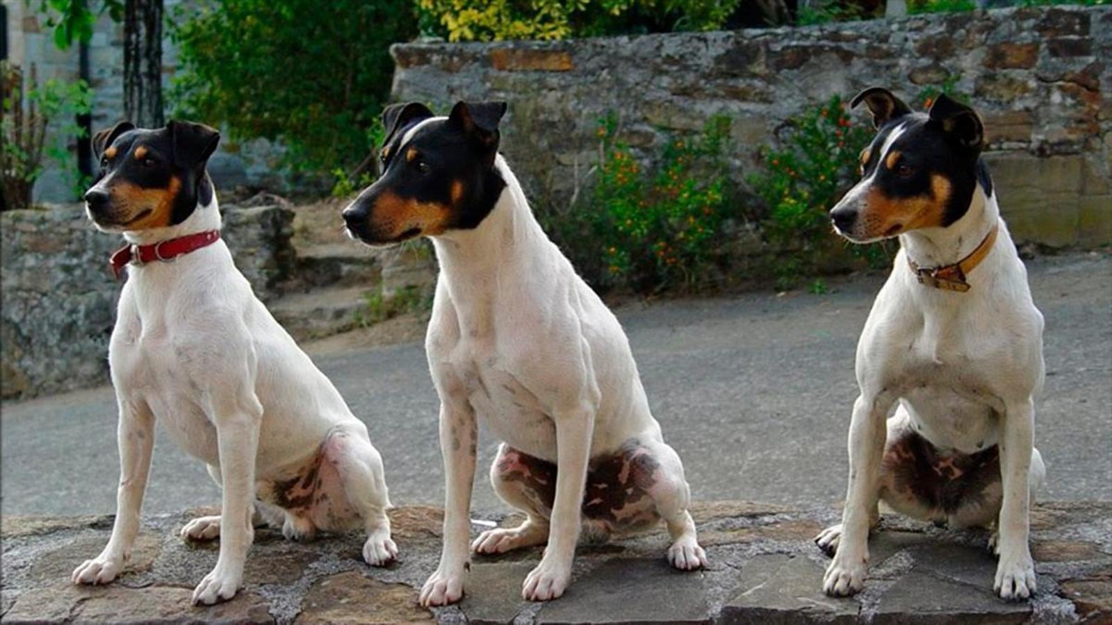 Estas son las razas de perros que son más abandonadas.