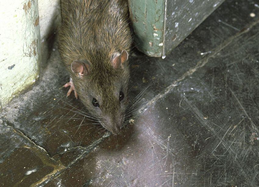 
El ratón, el principal transmisor del hantavirus. | AFP
   