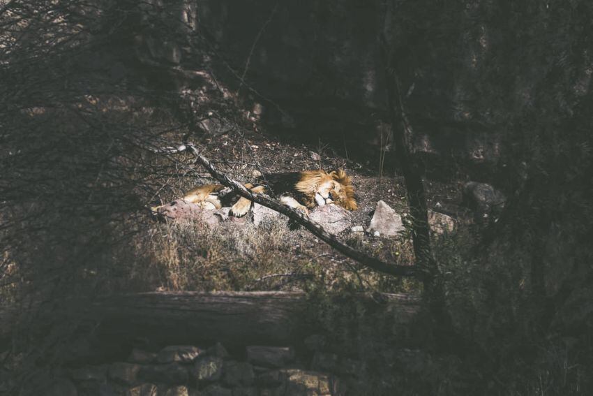 
Chupino vivía en el zoo provincial y fue llevado a Estados Unidos.  | Gentileza: Geraldine Vidal de Enfoque Animal
   