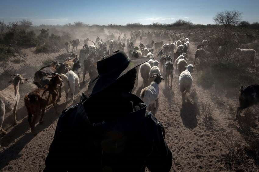 
Polvareda. Los animales van al campo a buscar alimento y las cabras, rara vez se quedan quietas, salvo que haya mucho pasto en un solo lugar. | Orlando Pelichotti / Los Andes
   