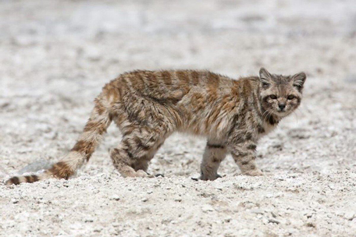 “El fantasma de los Andes”: filmaron a un ejemplar del misterioso gato andino en Uspallata.