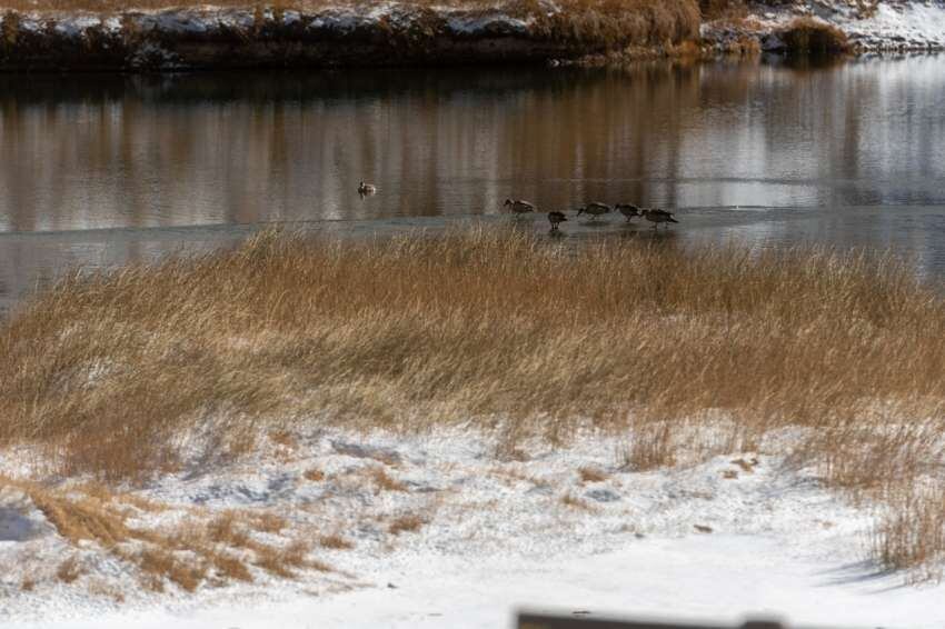 
    Patos coparon la Laguna de Horcones. - Ignacio Blanco / Los Andes
   