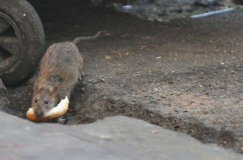 
Una rata se escabulle por la calle Rivadavia al 60, de Ciudad, con un pedazo de pan. | Ignacio Blanco / Los Andes
   