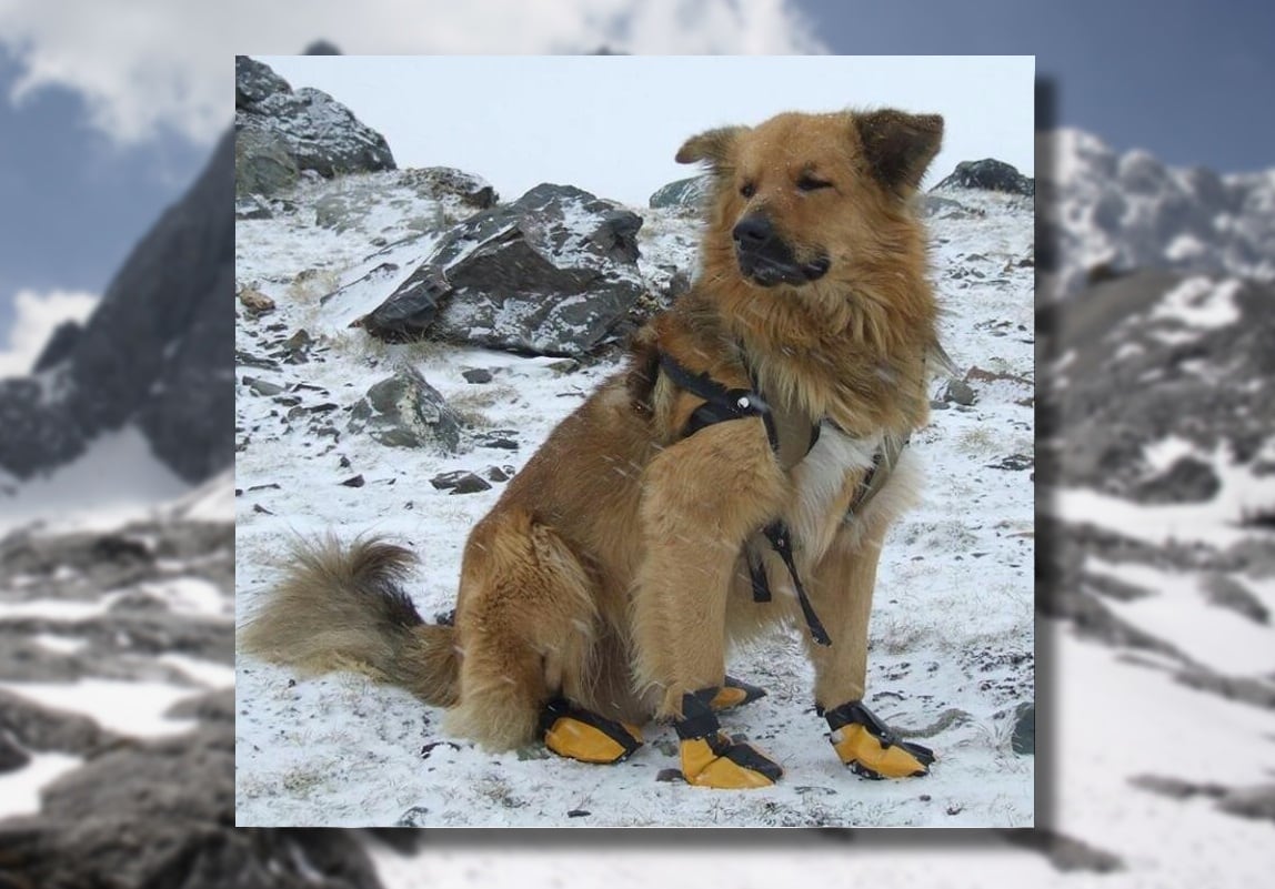 Oro fue fundamental en la recuperación de Nacho y viajó a más de 15 países con el mendocino. Juntos subieron cientos de cerros.