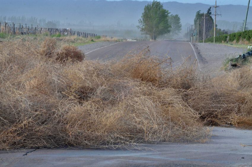 
Arbustos cortaron parcialmente la ruta 99 en Valle de Uco | Foto: Claudio Gutiérrez / Los Andes
   