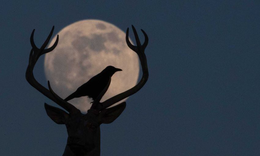 
    Un cuervo se sienta encima de la escultura de venado de Ludwig Habich en el techo de la casa de arte en Stuttgart, frente a la luna casi llena, / AFP / dpa / Sebastian Gollnow
   