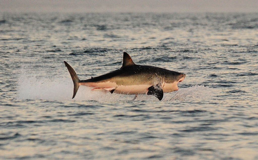 Miles de tiburones invaden las playas de Florida