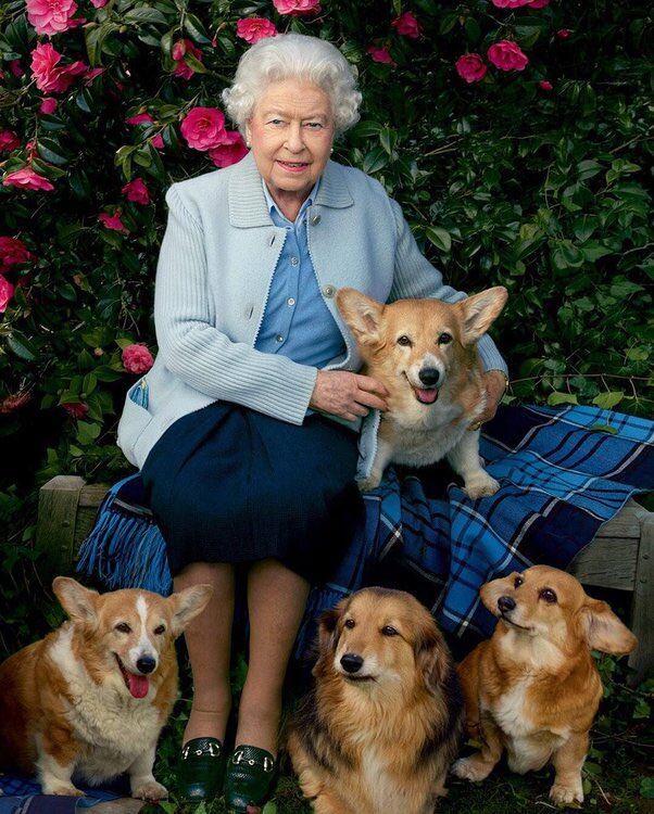 La Reina Isabel II y sus perros. Foto: Web