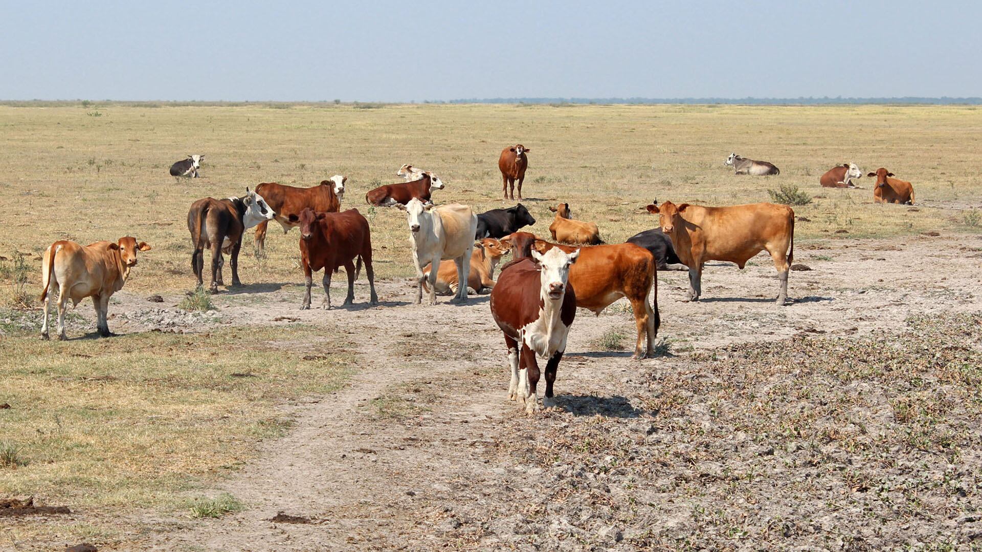 El mes pasado, el gobierno neozelandés anunció un plan para empezar a cobrar impuestos por los eructos de los animales
Foto NA: MARIO SALAMI/INTA