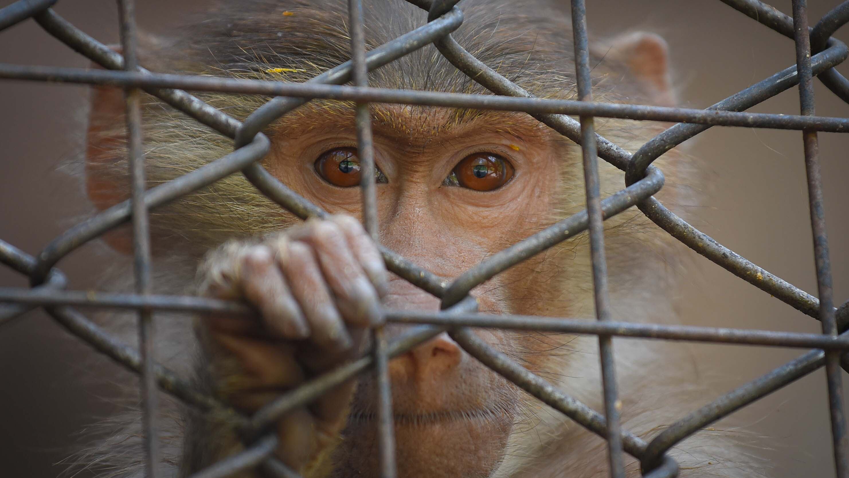 Ecoparque de Mendoza 
Jaula de los monos Papiones los cuales estan atravesando una superpoblación.
Mientras se esperan las obras en el actual Ecoparque algunos animales continuan en el ex zoo de Mendoza  Foto: Claudio Gutiérrez 
