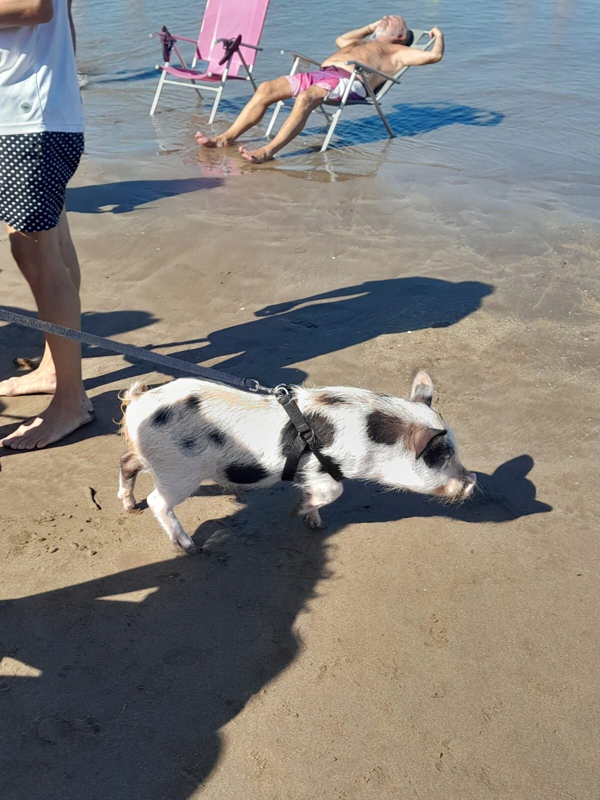 El año anterior también salió de paseo con su chancho según @marielarosales (X)