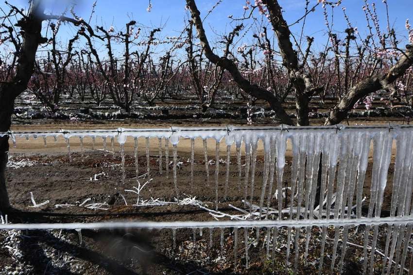 
Claudio Gutiérrez / 03 de setiembre | A raíz de la ola de frío polar y las bajas temperaturas comenzaron las acciones en fincas de frutales en el Valle de Uco para evitar los daños de las heladas tardías.
   