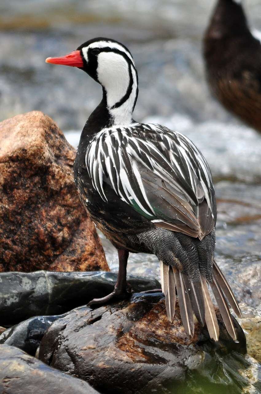 
Pato de torrente. Diversos tipos de aves han ganado espacios.
