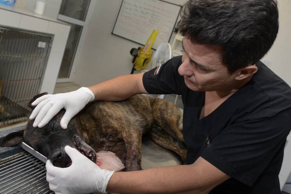 A "Tiger" le llevó un largo tiempo recuperarse pero hoy marchará por las calles de Mendoza. Foto: Orlando Pelichotti / Archivo Los Andes