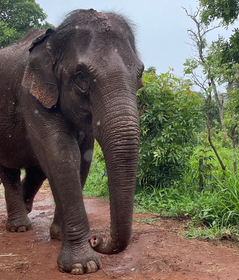 A 2 años del traslado de la elefanta Guillermina a Brasil: así está hoy y la tierna foto cuando apenas nació. Foto: Instagram @sanctuary4elephants