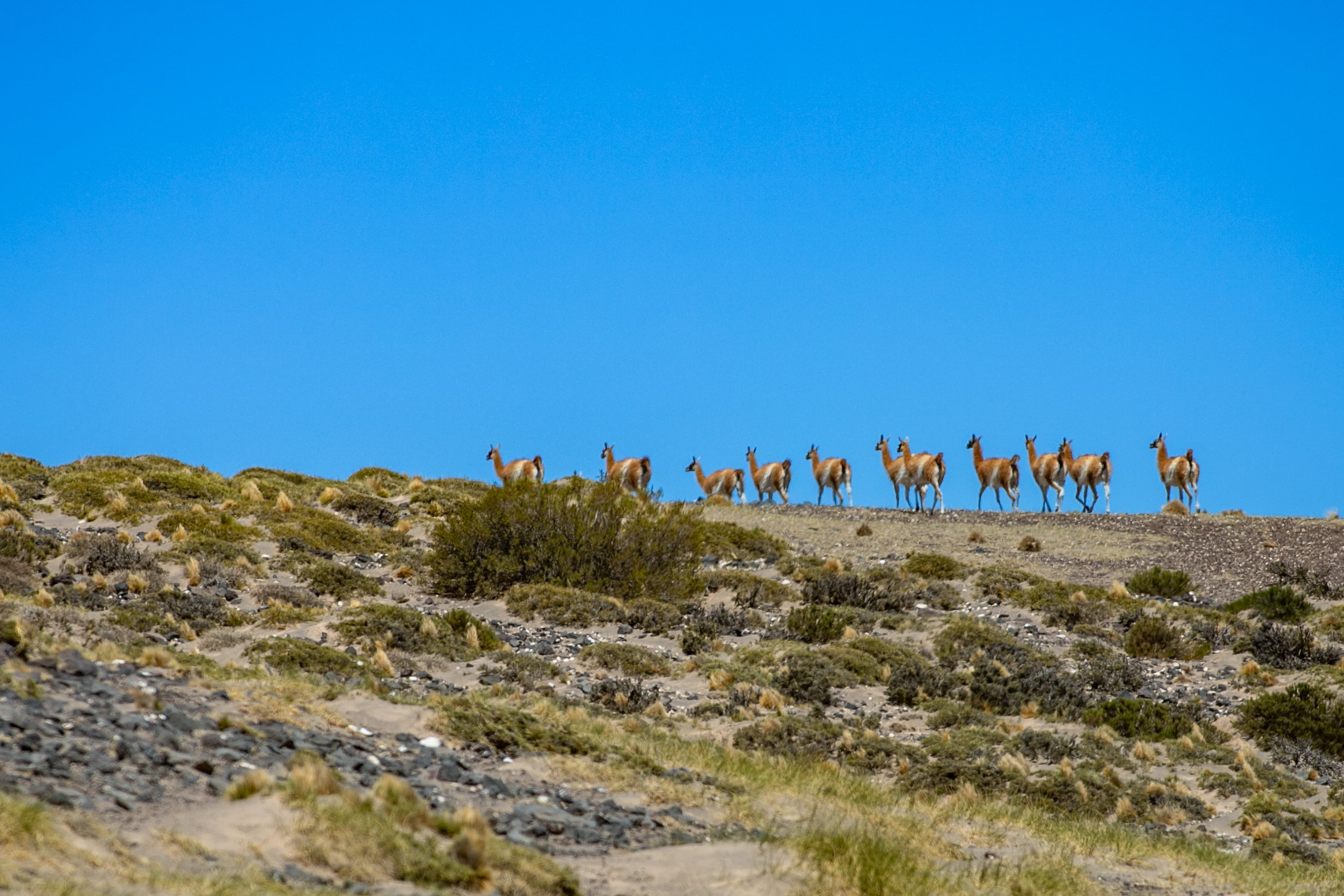 La Payunia profunda, así es el valle de El Zaino. Gentileza