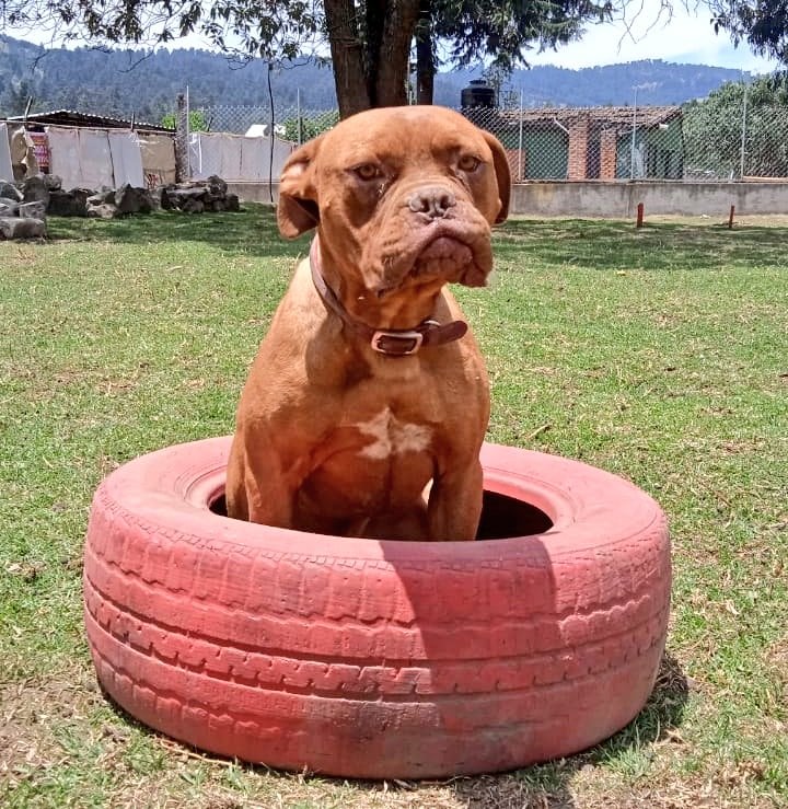 Brownie, el perro triste - Fotos Fundación Tobi