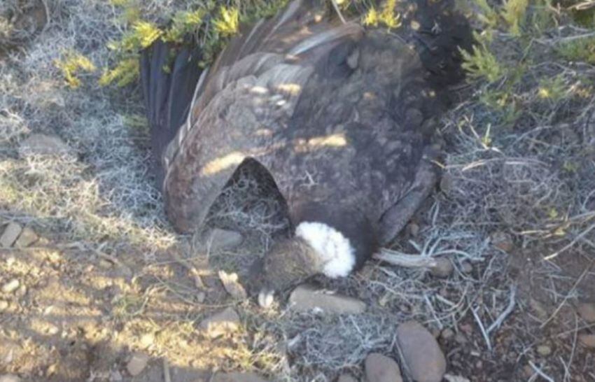 
    Cóndores andinos aparecieron muertos en la Patagonia / gentileza
   