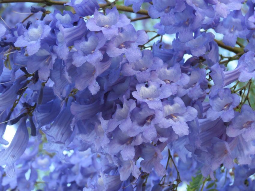 
Jacarandá. Y sus inflorescencias de otoño. | Gentileza
   