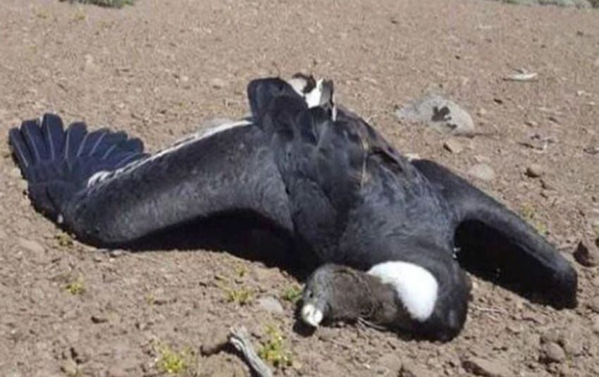 
    Cóndores andinos aparecieron muertos en la Patagonia / gentileza
   