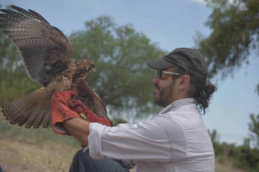 Liberan aves rapaces para combatir la plaga de catas y palomas en San Martín