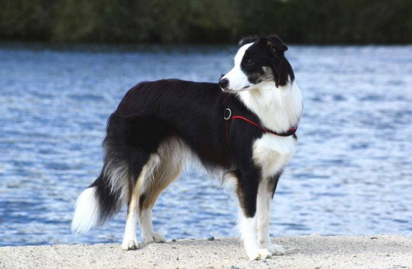 El Border Collie tiene una alta capacidad de aprendizaje. Son tranquilos, inteligentes y muy fieles. 