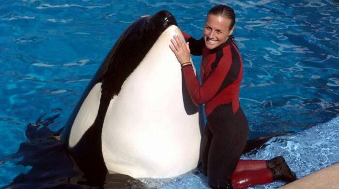 La orca “Lolita” durante una presentación en el acuario de Miami. 