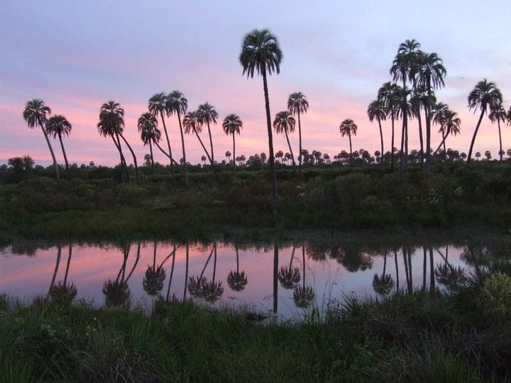 
Parque Nacional El Palmar, Entre Ríos.
