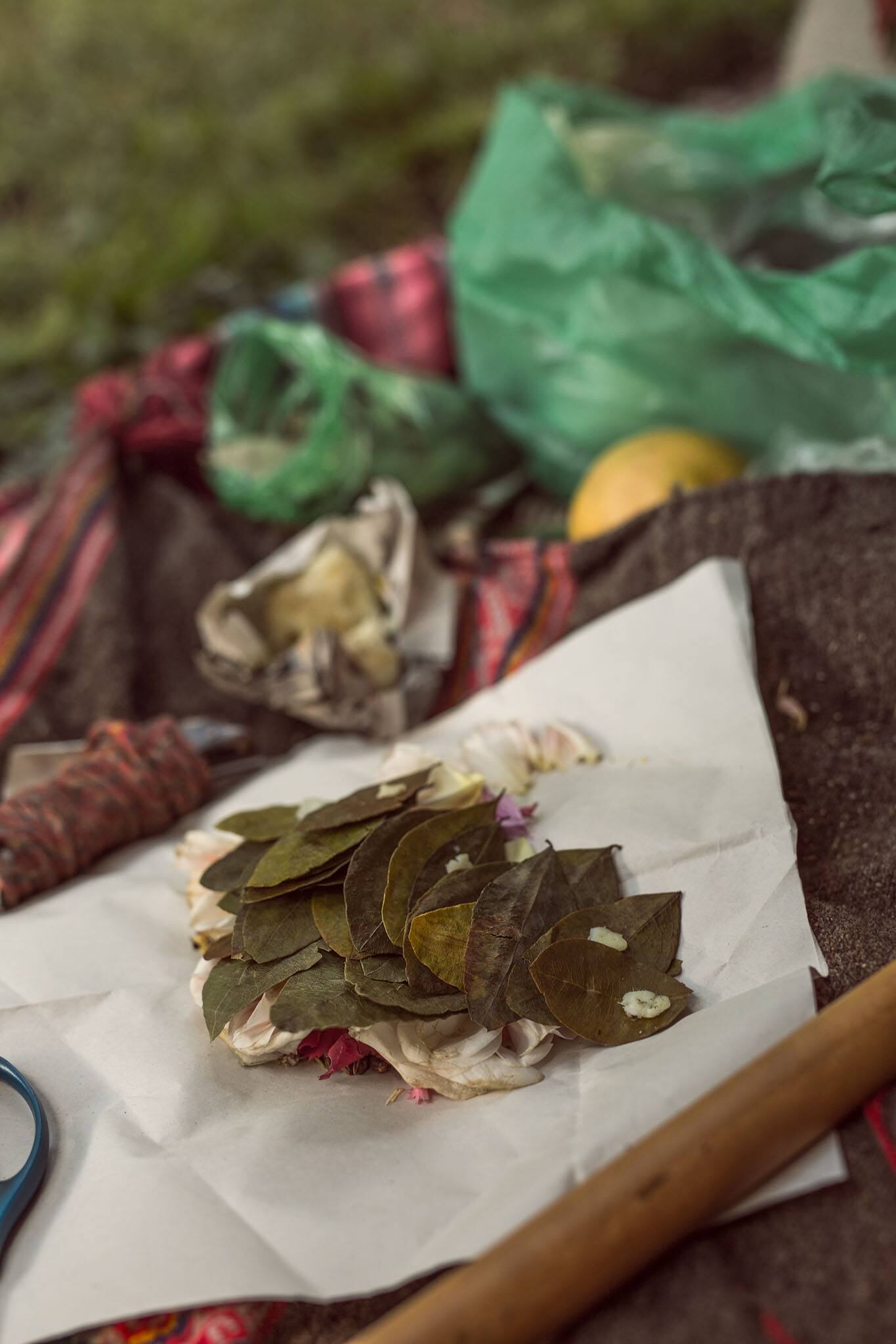 La hoja de coca considerada también una planta sagrada